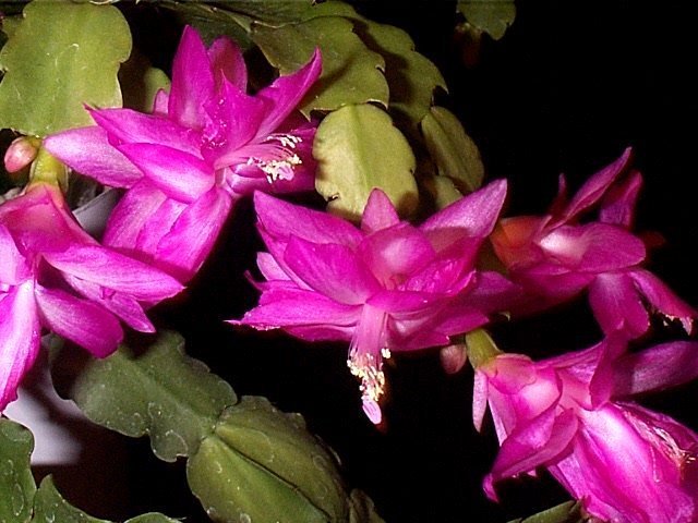 Schlumbergera_bridgessii